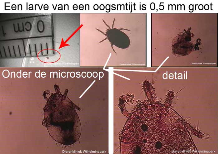De mijten zijn met het blote oog zichtbaar en kunnen gedetermineerd worden onder de microscoop